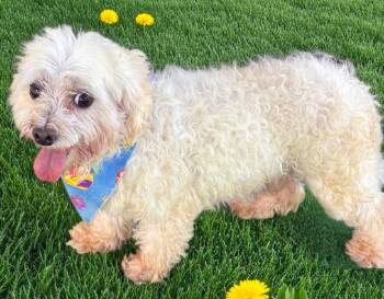 Truman -  Maltese Dog for Adoption in Fort Myers, Florida - Truman | PetCurious