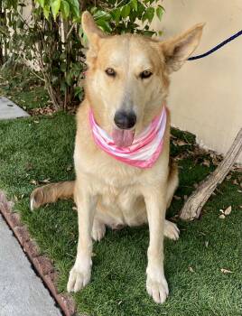 KIARA -  Shepherd Dog for Adoption in Rowland Heights, California - KIARA | PetCurious