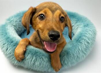 BEAR -  German Shepherd Dog and Mixed Breed Dog for Adoption in Fort Lauderdale, Florida - BEAR | PetCurious