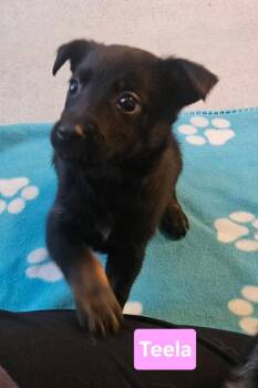 Australian Shepherd Dogs Available for Adoption in Newport, Kentucky - Teela | PetCurious