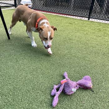 Ravioli -  American Staffordshire Terrier Dog for Adoption in Greensboro, North Carolina - Ravioli | PetCurious