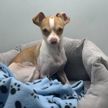 Fig -  Chihuahua Dog for Adoption in Overland Park, Kansas - Fig | PetCurious