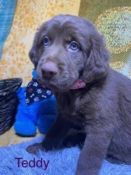 Labrador Retriever Dogs Available for Adoption - Teddy | PetCurious