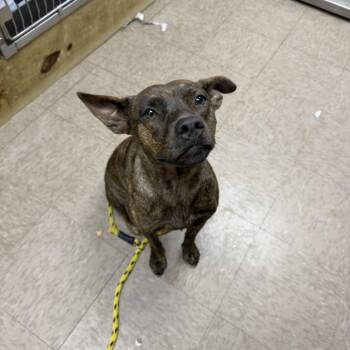 Montana -  Plott Hound and Pit Bull Terrier Dog for Adoption in Birmingham, Alabama - Montana | PetCurious