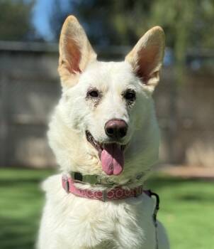 Rescue German Shepherd Dog Dogs for Adoption in San Diego, California - Freya | PetCurious