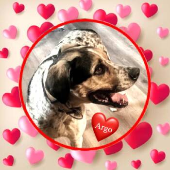 Hound Dogs Available for Adoption - Argo | PetCurious