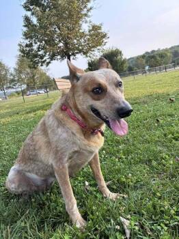 Australian Cattle Dog Blue Heeler Dogs Available for Adoption in Mansfield, Ohio - Babs | PetCurious