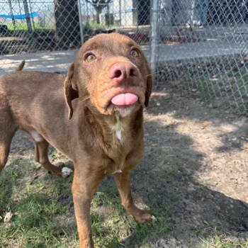 Rusty -  Terrier and Mixed Breed Dog for Adoption in Corpus Christi, Texas - Rusty | PetCurious