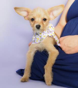 Chihuahua and Poodle Dogs Available for Adoption - Daisy | PetCurious