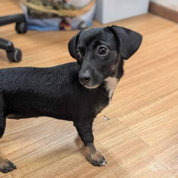 Ebony -  Chihuahua Dog for Adoption in Grand Junction, Colorado - Ebony | PetCurious