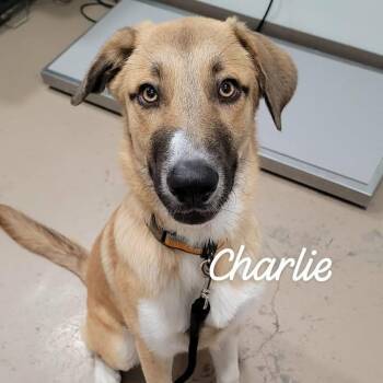 Charlie -  Anatolian Shepherd and Mixed Breed Dog for Adoption in Buchanan Dam, Texas - Charlie | PetCurious