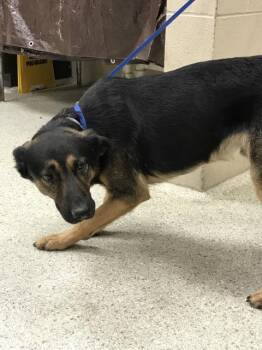 Rescue German Shepherd Dog and Mixed Breed Dogs for Adoption in Conroe, Texas - ELIO | PetCurious