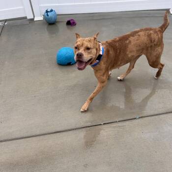 American Bulldog and Pit Bull Terrier Dogs Available for Adoption - Nala | PetCurious