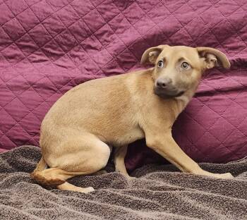 Rescue Labrador Retriever Dogs for Adoption in Little Rock, Arkansas - Blair | PetCurious