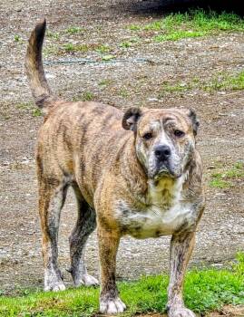 Mixed Breed Dogs Available for Adoption in Vassalboro, Maine - Kyoto | PetCurious