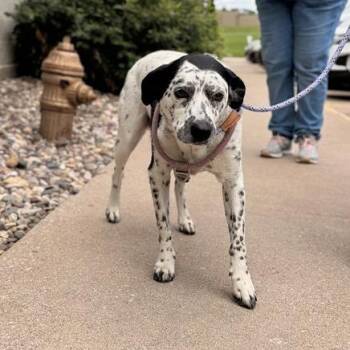 Ruben Sandwich -  Mixed Breed Dog for Adoption in Davenport, Iowa - Ruben Sandwich | PetCurious