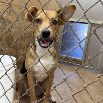 Jolene -  Beagle Dog for Adoption in Blue Springs, Missouri - Jolene | PetCurious