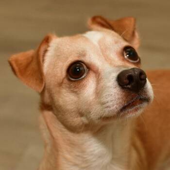 Mickey -  Chihuahua Dog for Adoption in Ottawa, Kansas - Mickey | PetCurious