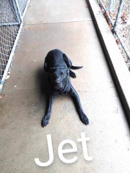 Rescue Labrador Retriever Dogs for Adoption in Kendallville, Indiana - Jet | PetCurious