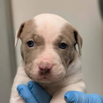 Boxer and Mixed Breed Dogs Available for Adoption in North Charleston, South Carolina - Brody | PetCurious