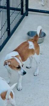 DADDY -  Jack Russell Terrier and Chihuahua Dog for Adoption in Bee Cave, Texas - DADDY | PetCurious