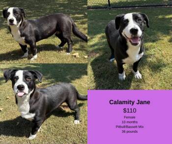 Rescue Pit Bull Terrier and Basset Hound Dogs for Adoption in Decatur, Alabama - Calamity Jane | PetCurious