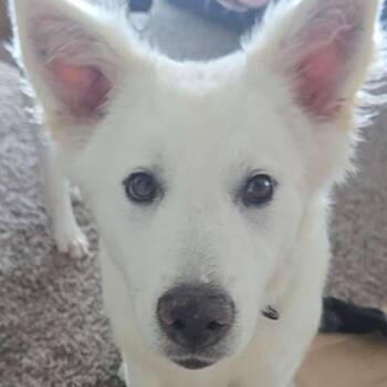 Wiggles -  Mixed Breed Dog for Adoption in Buffalo, Minnesota - Wiggles | PetCurious