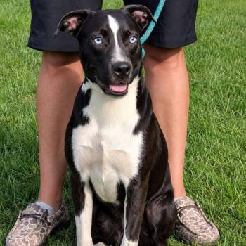 Haddock AKA Cheerios -  Mixed Breed Dog for Adoption in Enterprise, Alabama - Haddock AKA Cheerios | PetCurious