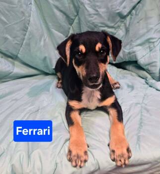 Ferrari -  Australian Cattle Dog Blue Heeler Dog for Adoption in Uxbridge, Massachusetts - Ferrari | PetCurious