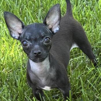 Winslie -  Chihuahua Dog for Adoption in Thompson