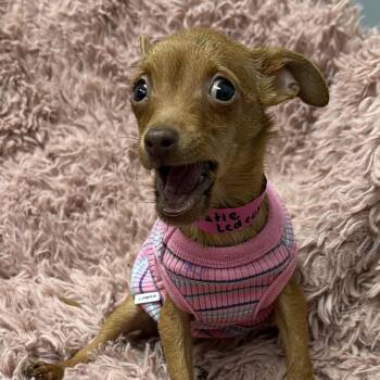 Mixed Breed Dogs Available for Adoption - Katie Ledecky | PetCurious