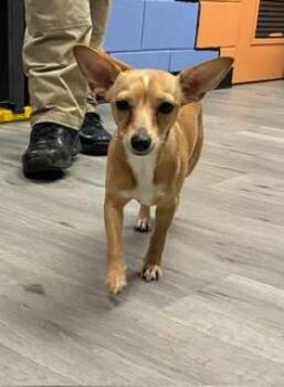 Tiny -  Chihuahua Dog for Adoption in Tifton, Georgia - Tiny | PetCurious