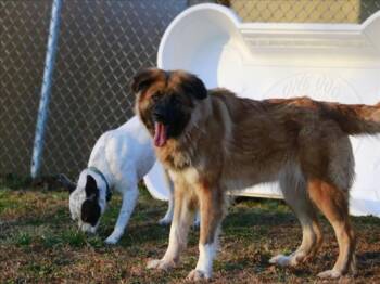 Great Pyrenees and German Shepherd Dog Dogs Available for Adoption in Cookeville, Tennessee - BELLE | PetCurious