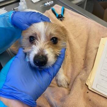 Terrier and Mixed Breed Dogs Available for Adoption - Rusty | PetCurious