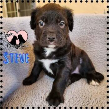 Dachshund Dogs Available for Adoption in Gilbert, Arizona - Steve | PetCurious