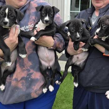 Mixed Breed Dogs Available for Adoption in Bedford, New Hampshire - Arrow | PetCurious