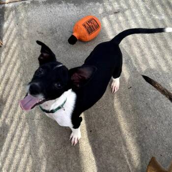 Neptune -  Chihuahua Dog for Adoption in Monticello, Iowa - Neptune | PetCurious