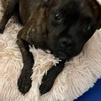 Mixed Breed Dogs Available for Adoption in Melrose, Florida - Maria | PetCurious
