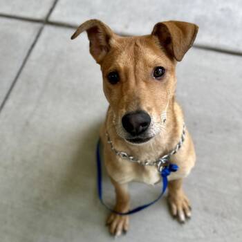 Bobby (puppy) - ECAS -  Shepherd and Mixed Breed Dog for Adoption in Pleasanton, California - Bobby (puppy) - ECAS | PetCurious