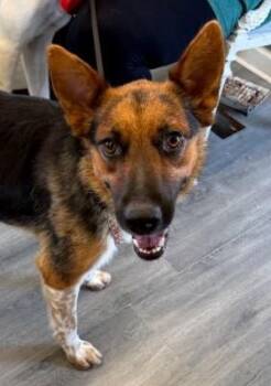 August -  Australian Shepherd and Mixed Breed Dog for Adoption in West Memphis, Arkansas - August | PetCurious