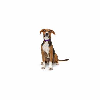 Lacy -  Mixed Breed Dog for Adoption in Los Angeles, California - Lacy | PetCurious