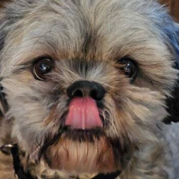 Shih Tzu Dogs Available for Adoption - Charlie Brown | PetCurious