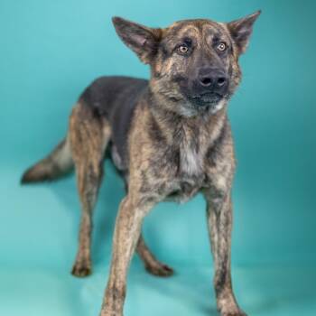 Shepherd Dogs Available for Adoption in Portland, Oregon - Rico | PetCurious