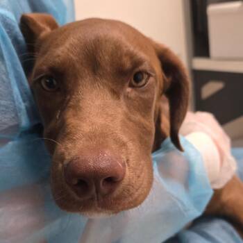Fire Boy -  Mixed Breed Dog for Adoption in Charleston, West Virginia - Fire Boy | PetCurious