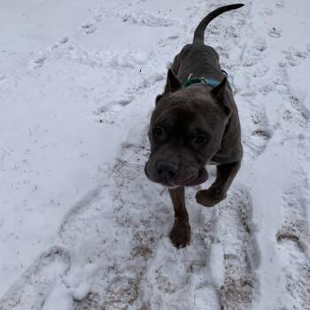 Pit Bull Terrier Dogs Available for Adoption in Newark, New Jersey - Rocket | PetCurious
