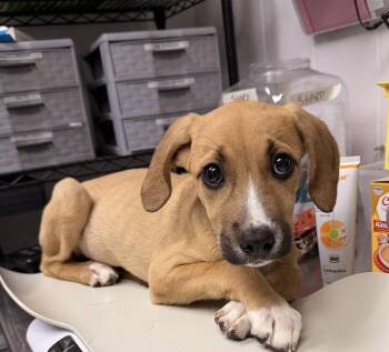Ruby -  Hound Dog for Adoption in Sanford, North Carolina - Ruby | PetCurious