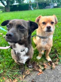 Cloudy (2.0) -  Mixed Breed Dog for Adoption in Athens, Ontario - Cloudy (2.0) | PetCurious
