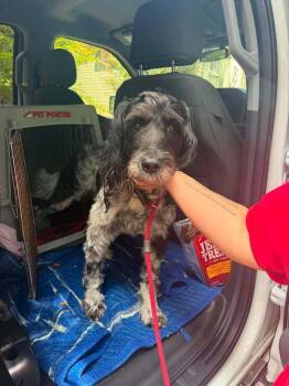 Xander (GA) -  Mixed Breed Dog for Adoption in New York, New York - Xander (GA) | PetCurious
