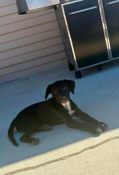 Ferro Rod -  Labrador Retriever Dog for Adoption in Salt Lake City, Utah - Ferro Rod | PetCurious
