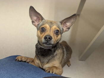 Rescue Chihuahua Dogs for Adoption in Aurora, Colorado - Colby | PetCurious